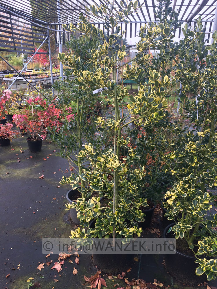 Ilex altaclarensis Golden King 01.JPG